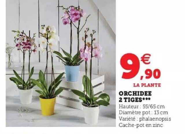 Orchidée 2 Tiges