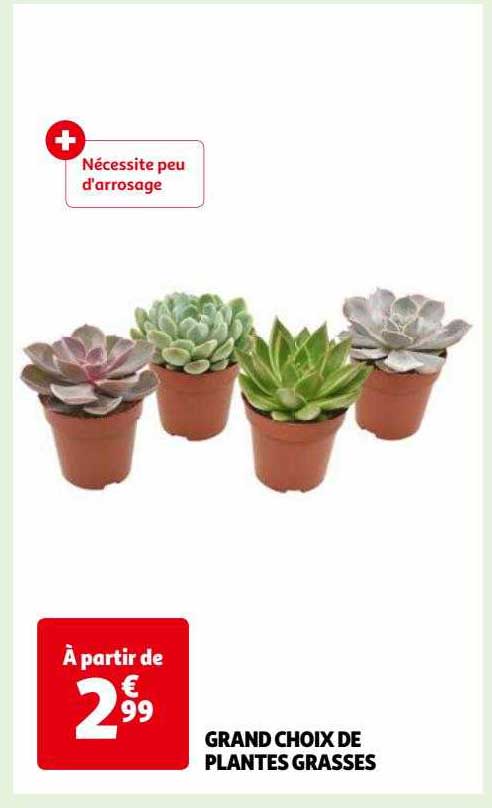 grand choix de plantes grasses