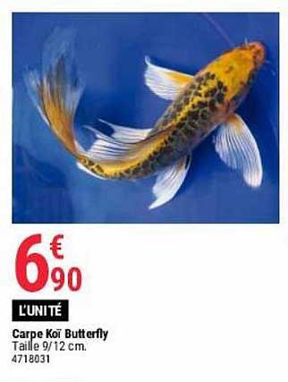 carpe koï butterfly
