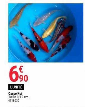 Carpe Koï