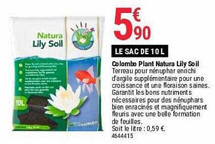 colombo plant natura lily soil