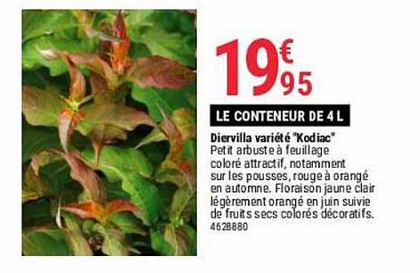 diervilla variété "kodiac"