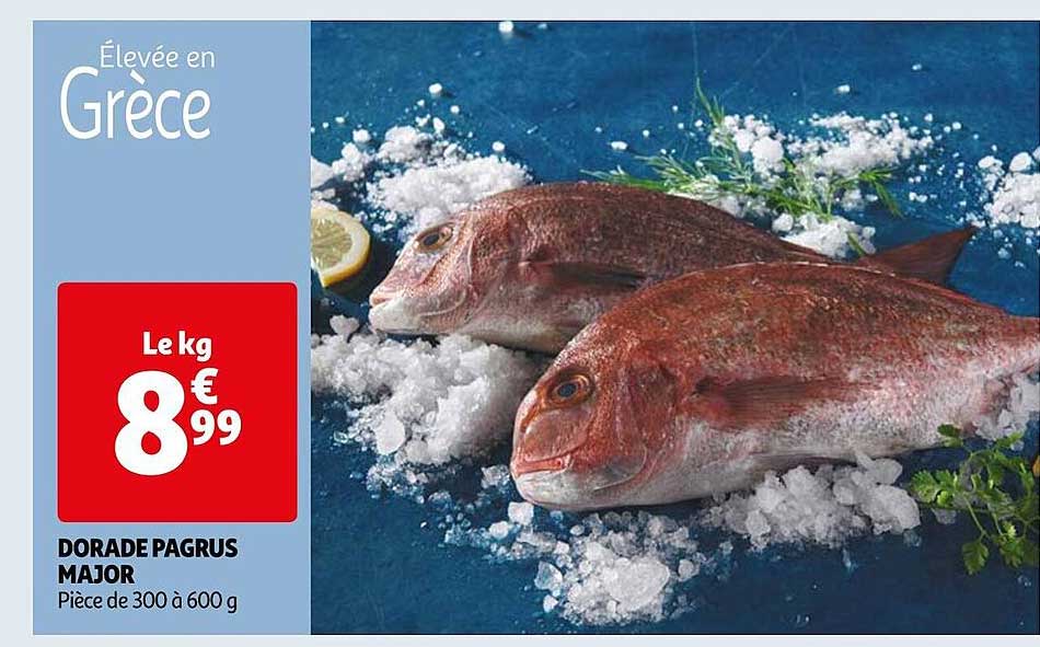 dorade pagrus major