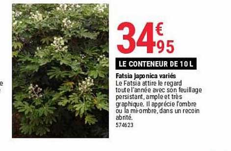 fatsia japonica variés