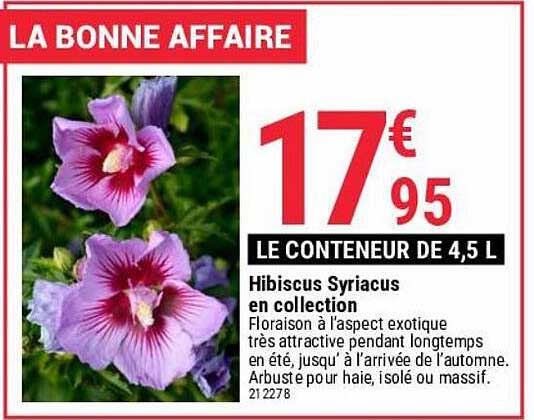 Hibiscus Syriacus En Collection