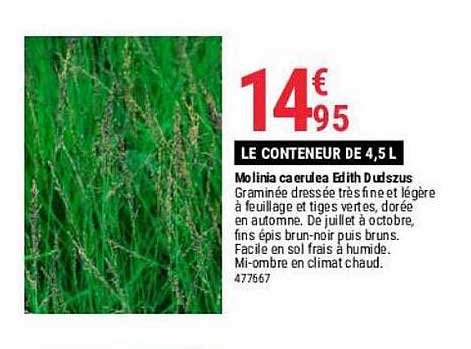 molinia caerulea edith dudszus