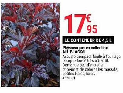 physocarpus en collection all black