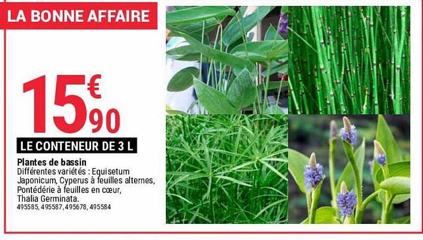 plantes de bassin