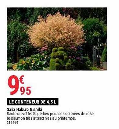 salix hakuro nishiki