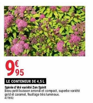 spirée d'été variété zen spirit
