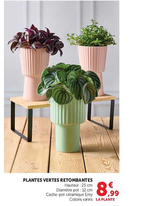 PLANTES VERTES RETOMBANTES