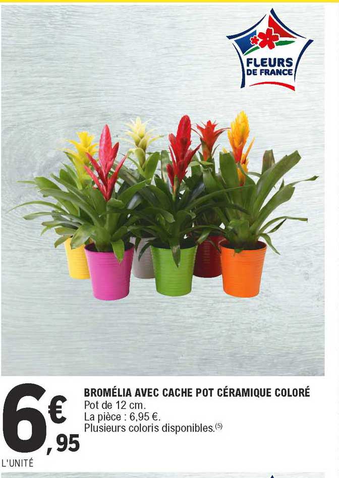 bromélia avec cache pot céramique coloré