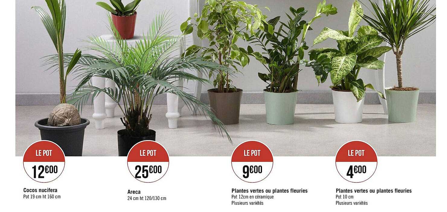 cocos nucifera, areca, plantes vertes ou plantes fleuries, plantes vertes ou plantes fleuries