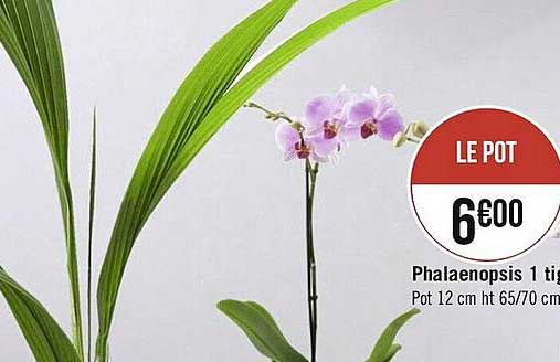 phalaenopsis 1 tige