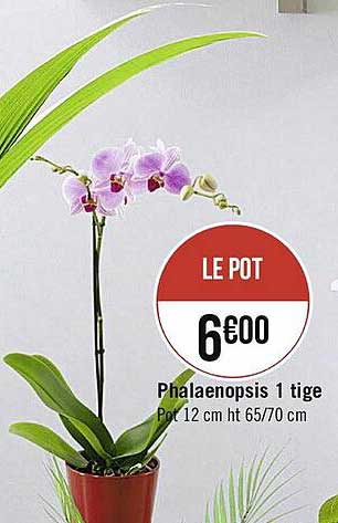 phalaenopsis 1 tige
