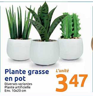 plante grasse en pot