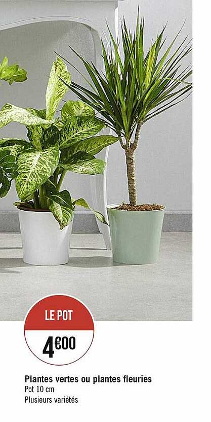 plantes vertes ou plantes fleuries