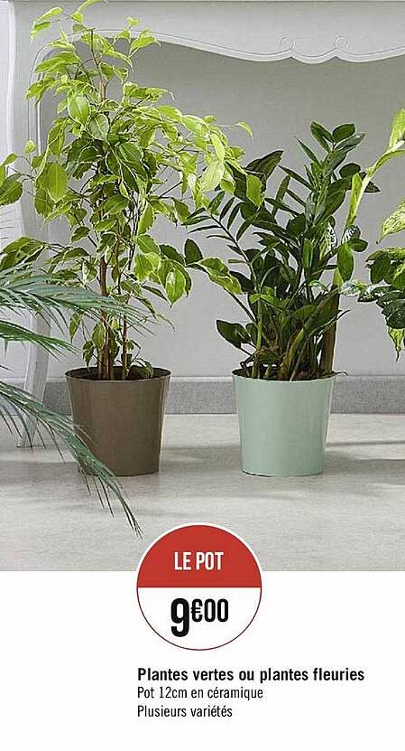 Plantes Vertes Ou Plantes Fleuries