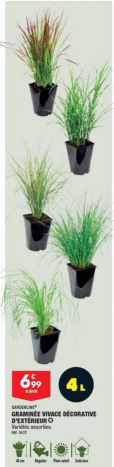 graminée vivace décorative d'extérieur gardenline