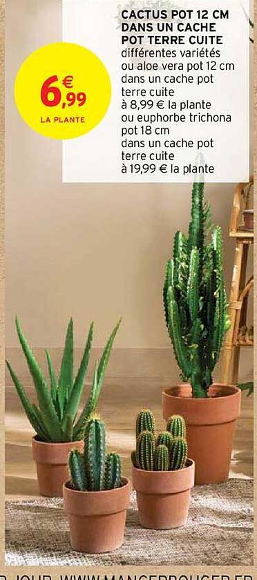 cactus pot 12 cm dans un cache pot terre cuite