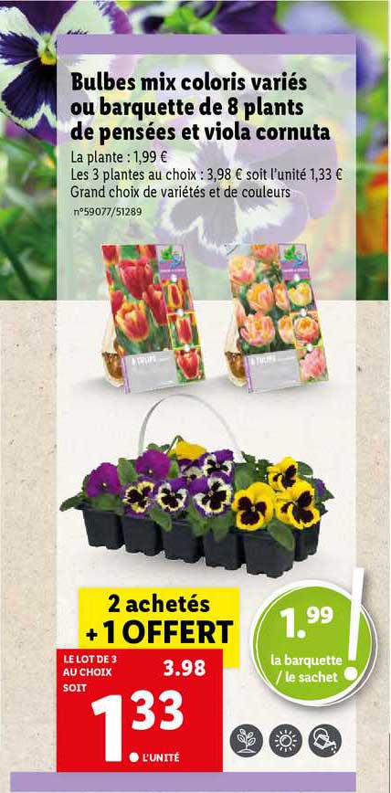 Bulbes Mix Coloris Variés Ou Barquette De 8 Plants De Pensées Et Viola Cornuta