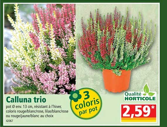 Calluna Trio