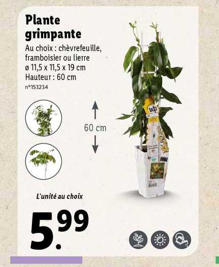 plante grimpante
