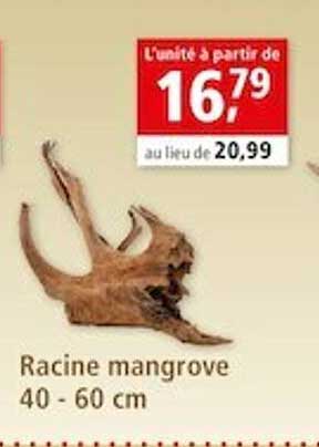 racine mangrove 40 x 60 cm