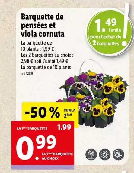 Barquette De Pensées Et Viola Cornuta