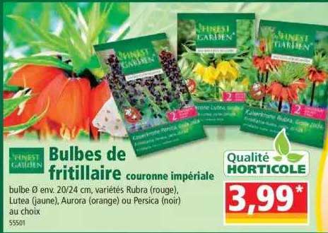 bulbes de fritillaire finest garden