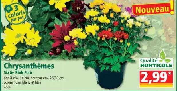 Chrysanthèmes Sixtie Pink Flair