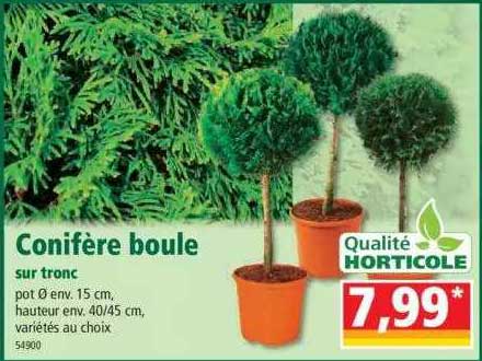 Conifère Boule Sur Tronc