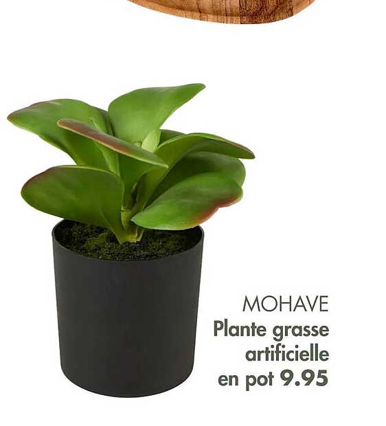 plante grasse artificielle en pot mohave