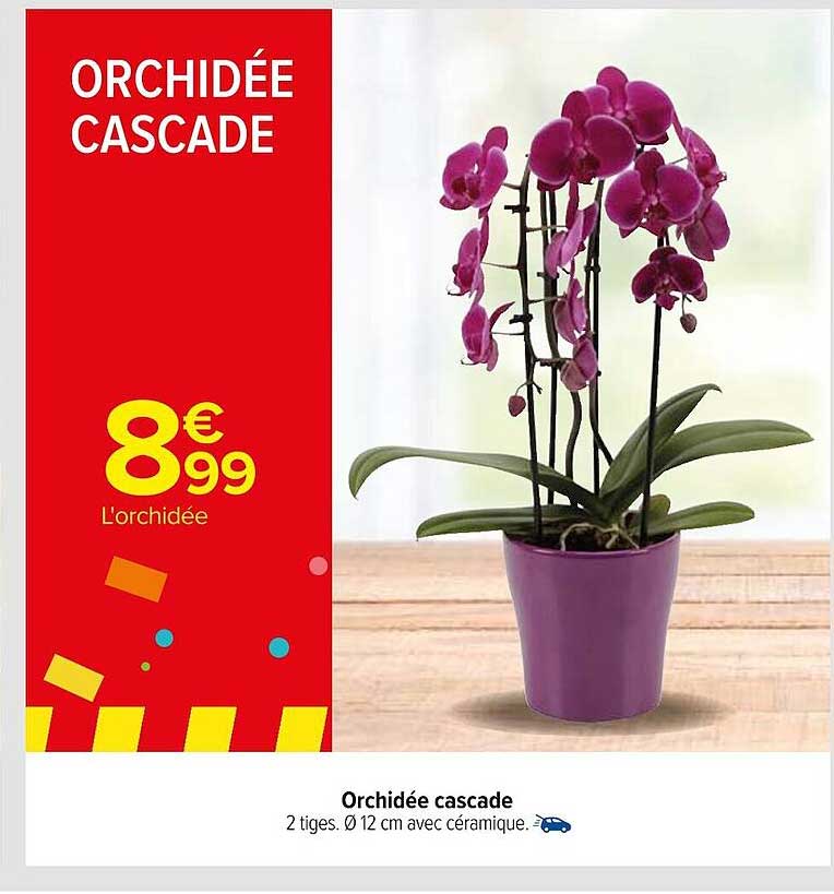 Orchidée Cascade