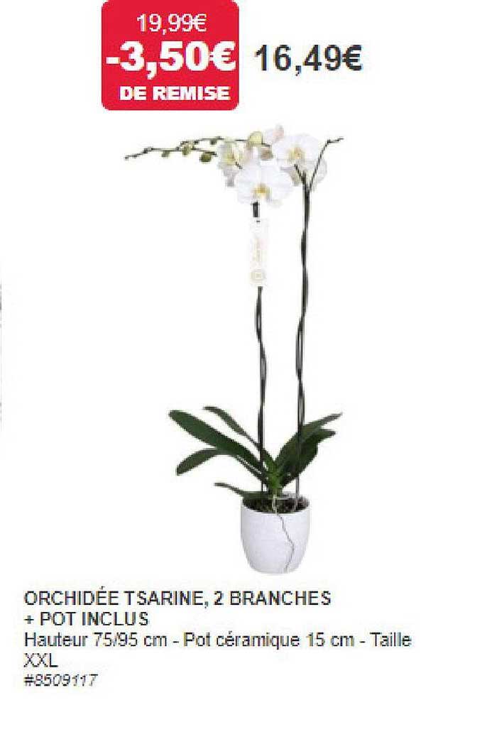 orchidée tsarine, 2 branches + pot inclus