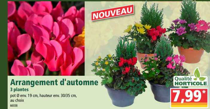 arrangement d'automne qualité horticole 3 plantes