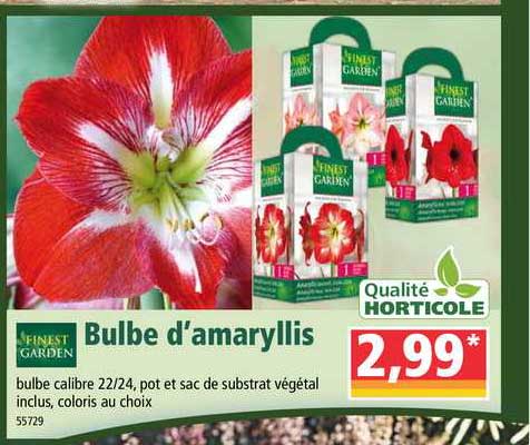 bulbe d'amaryllis finest garden qualité horticole