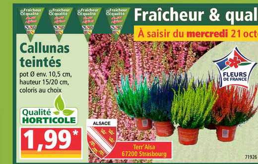 callunas teintés qualité horticole