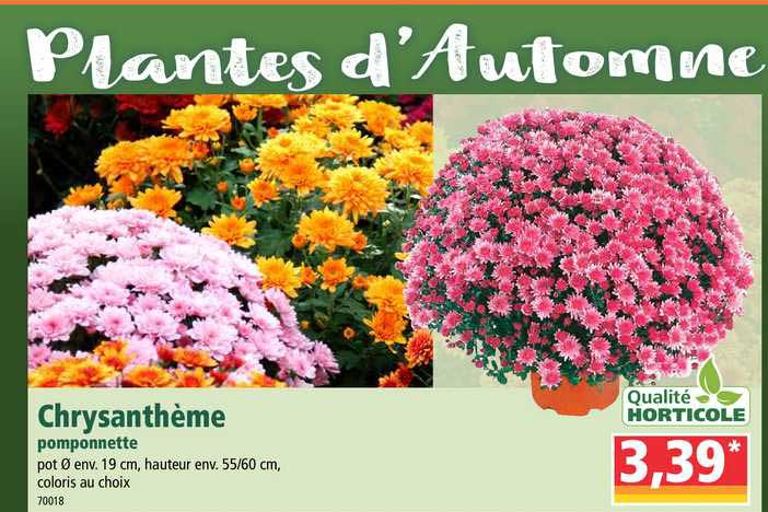 Chrysanthème Pomponette Qualité Horticole