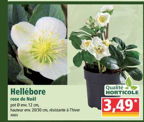 hellébore rose de noël qualité horticole