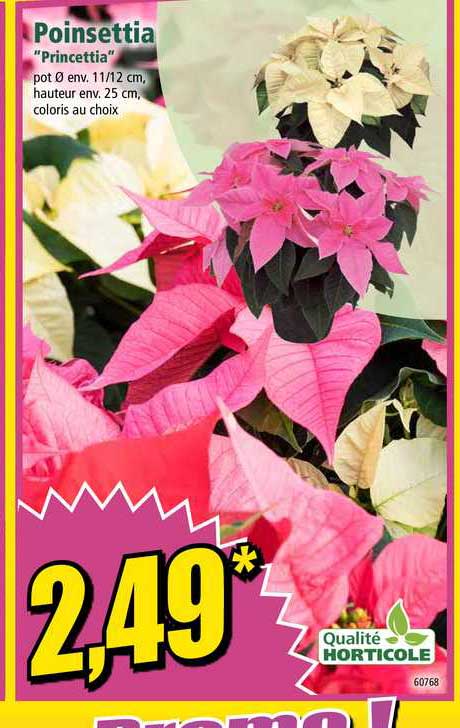 poinsettia princettia