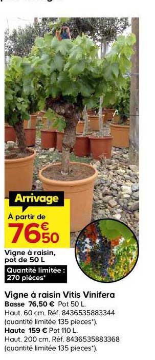 vigne à raisin vitis vinifera