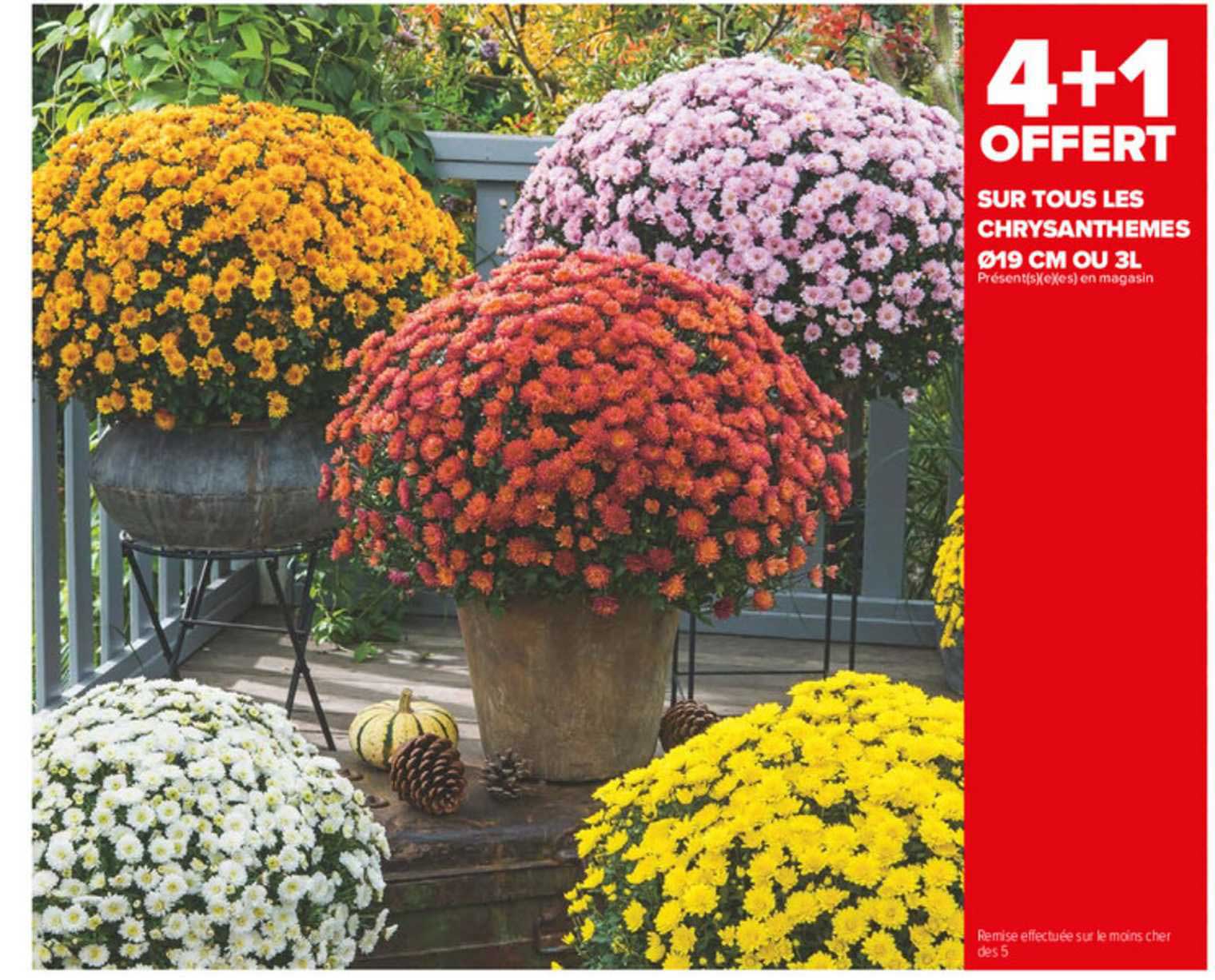 chrysanthèmes ø19 cm ou 3l