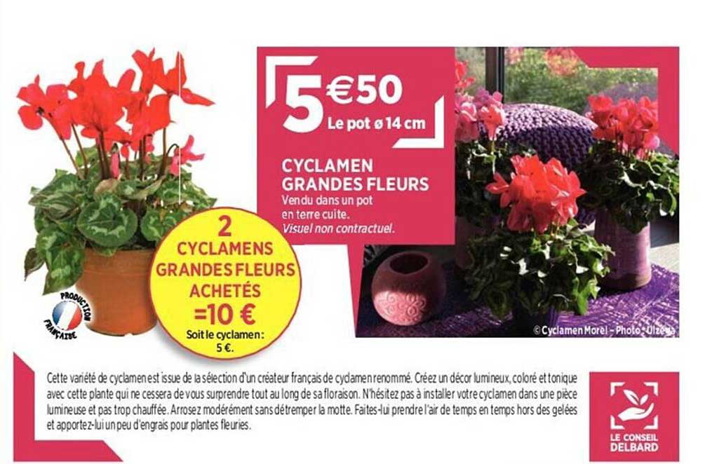 Cyclamen Grandes Fleurs