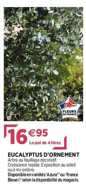 eucalyptus d'ornement