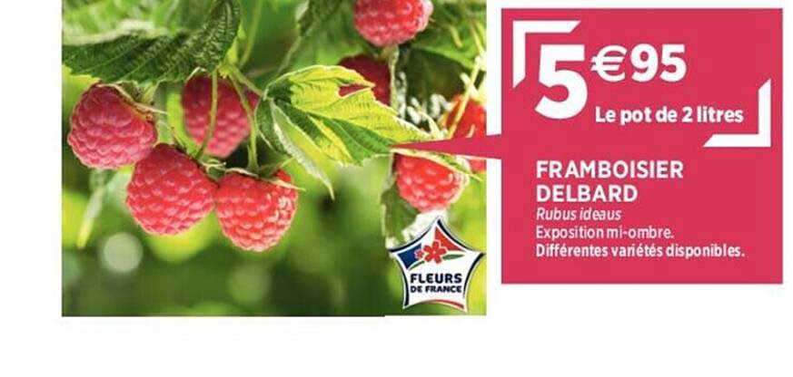 framboisier delbard