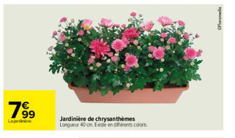 Jardinière De Chrysanthèmes