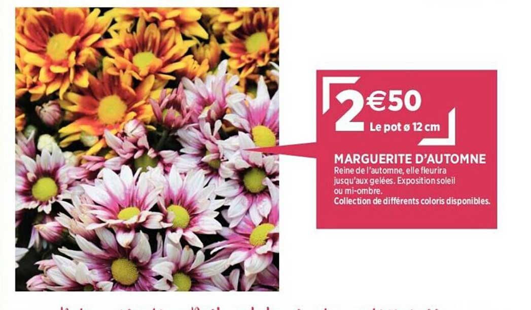 marguerite d'automne