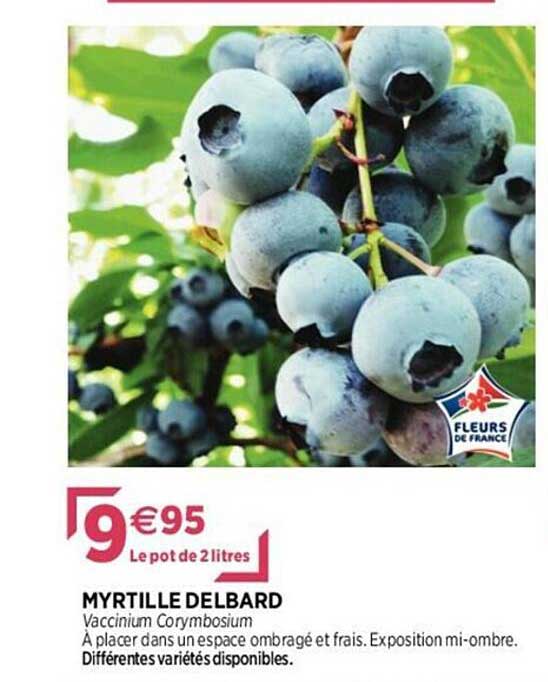 myrtille delbard