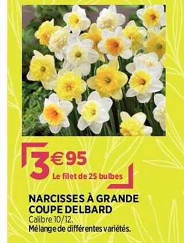 narcisses à grande coupe delbard